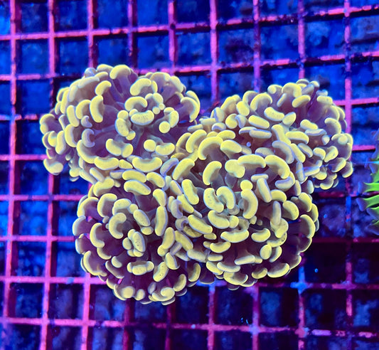 Ultra Gold Branching Colony Hammer