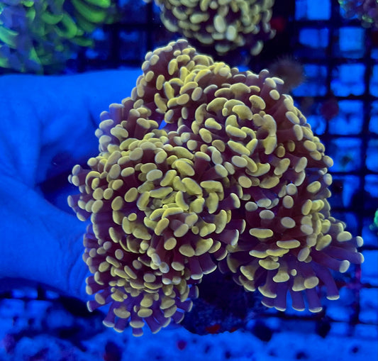 Ultra Gold Branching Colony Hammer