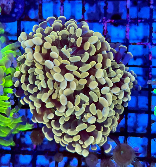 Ultra Gold Branching Colony Hammer