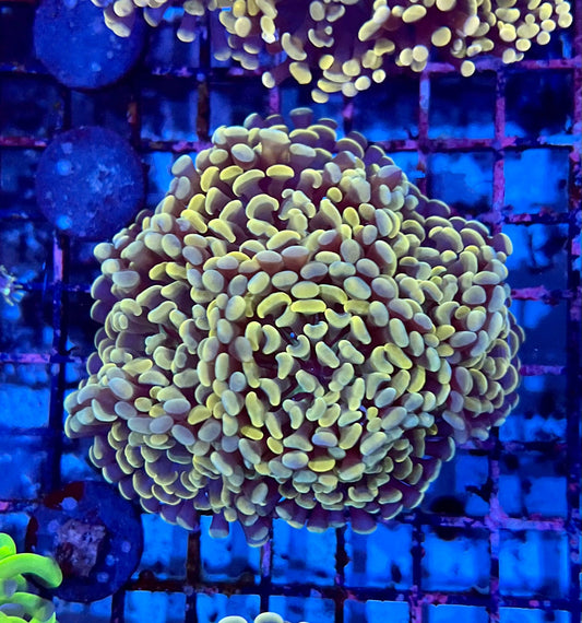 Ultra Gold Branching Colony Hammer