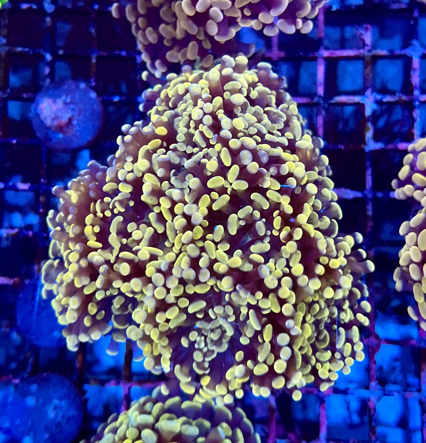 Ultra Gold Branching Colony Hammer