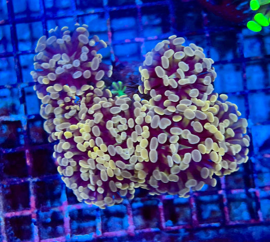 Ultra Gold Branching Colony Hammer