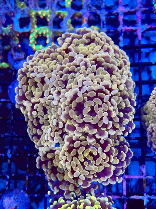 Ultra Gold Branching Colony Hammer