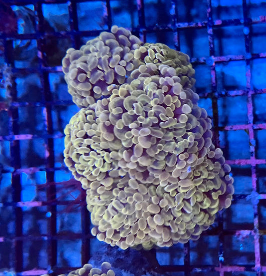 Ultra Gold Branching Colony Hammer
