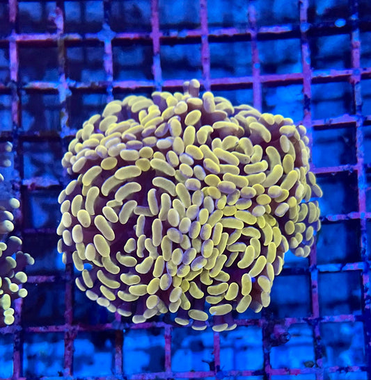 Ultra Gold Branching Colony Hammer