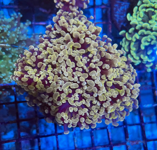 Ultra Gold Branching Colony Hammer