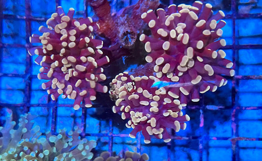 Ultra Gold Branching Colony Hammer