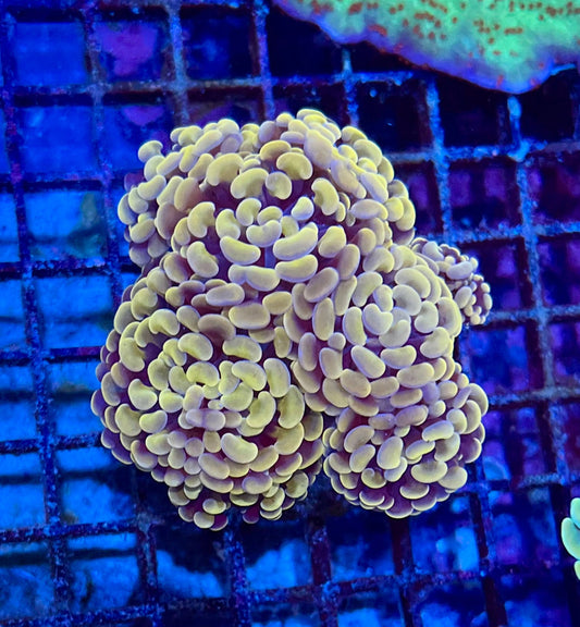 Ultra Gold Branching Colony Hammer