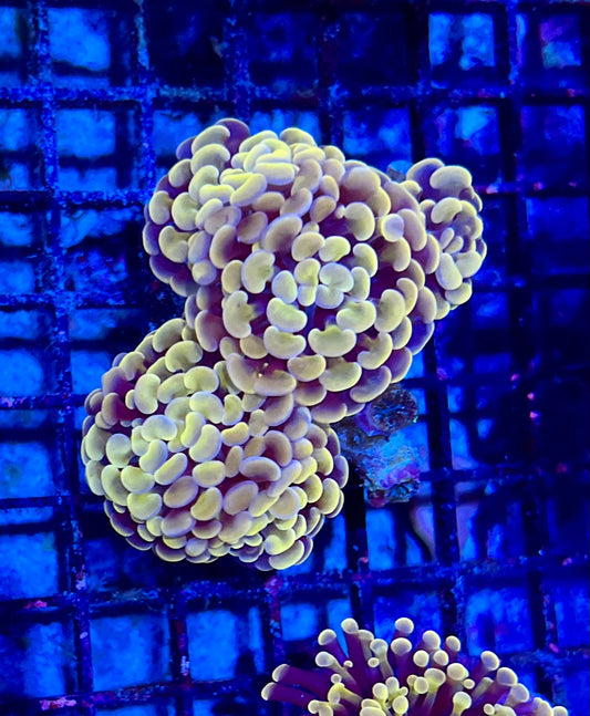 Ultra Gold Branching Colony Hammer