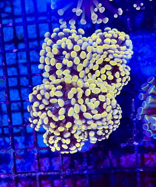 Ultra Gold Branching Colony Hammer