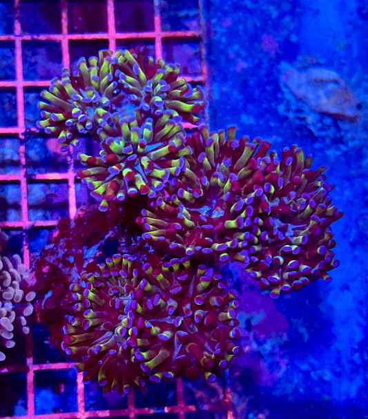 Ultra Gold Branching Colony Hammer