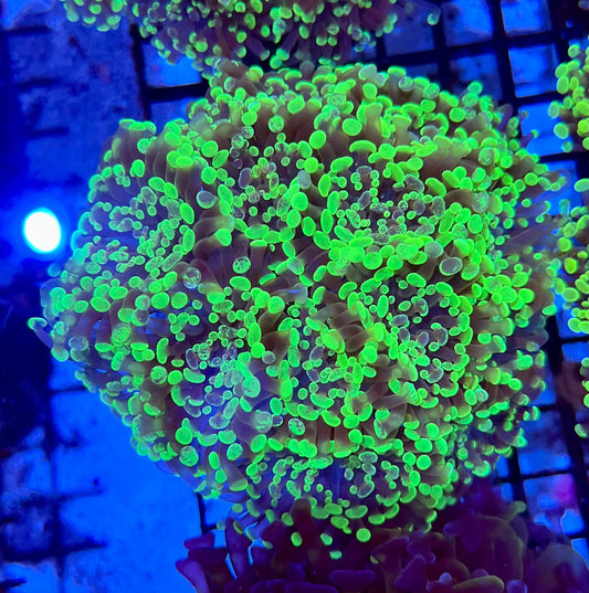 Ultra Branching Colony Hammer Coral