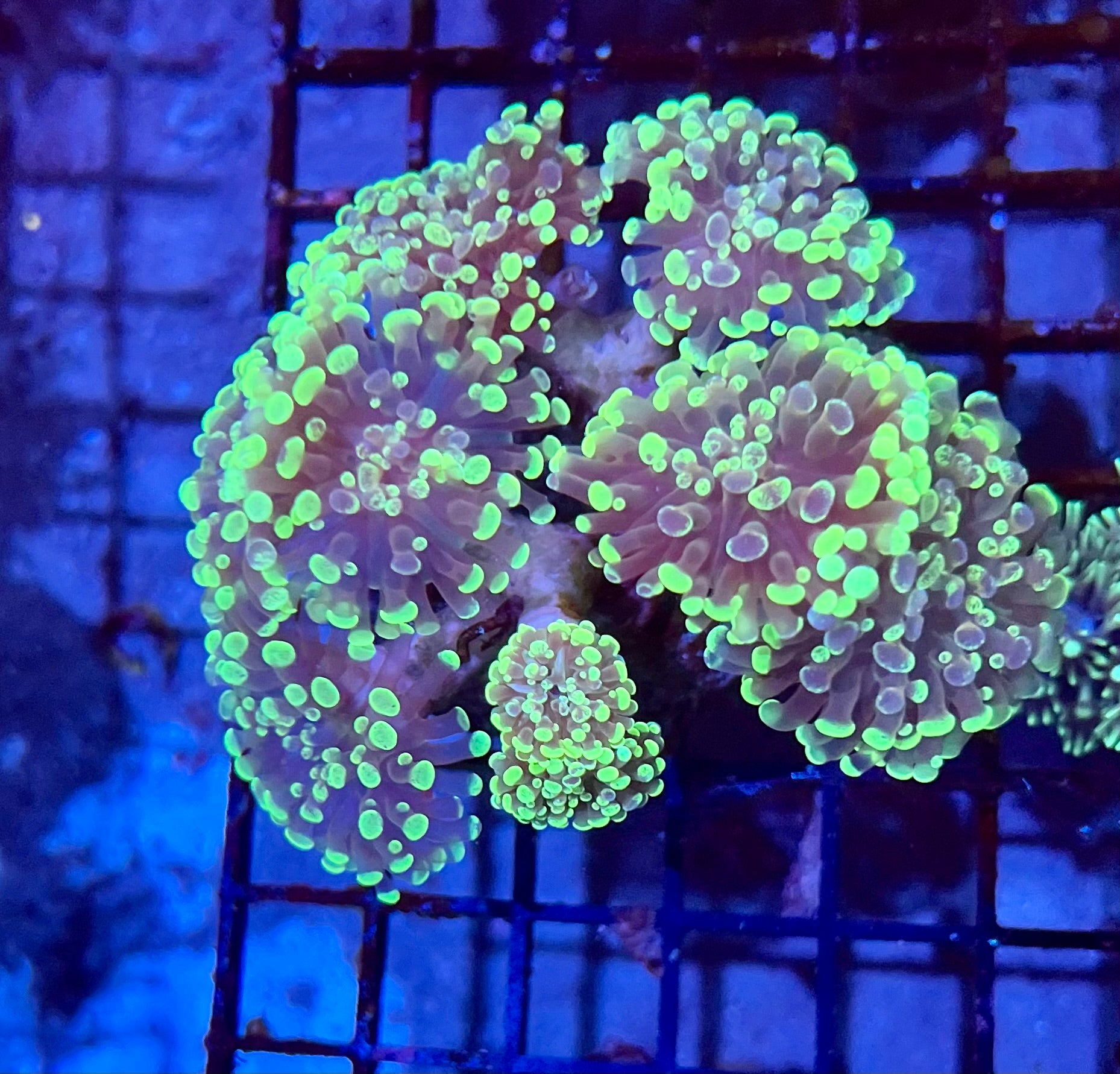Ultra Branching Colony Hammer Coral
