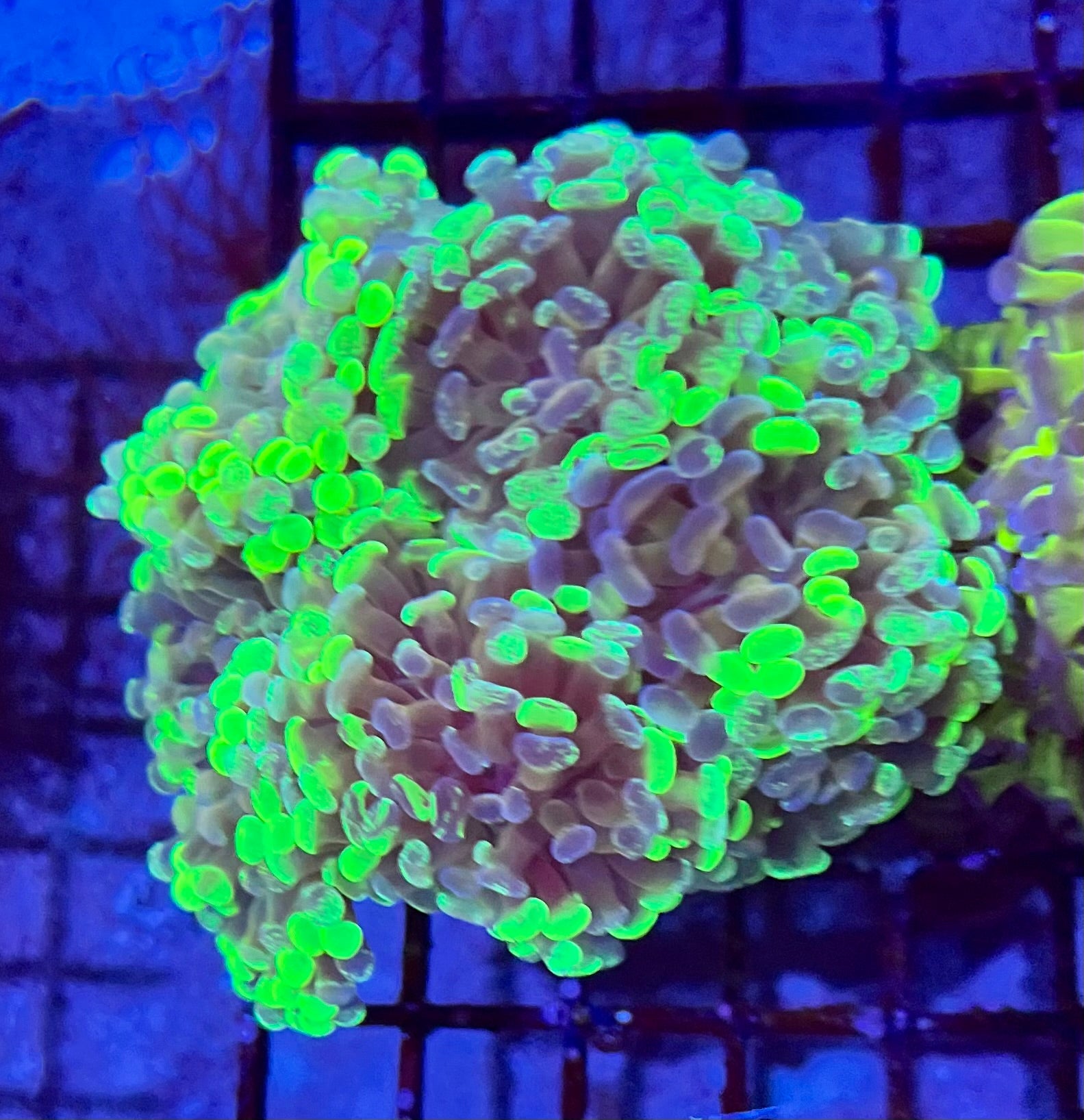 Ultra Branching Colony Hammer Coral