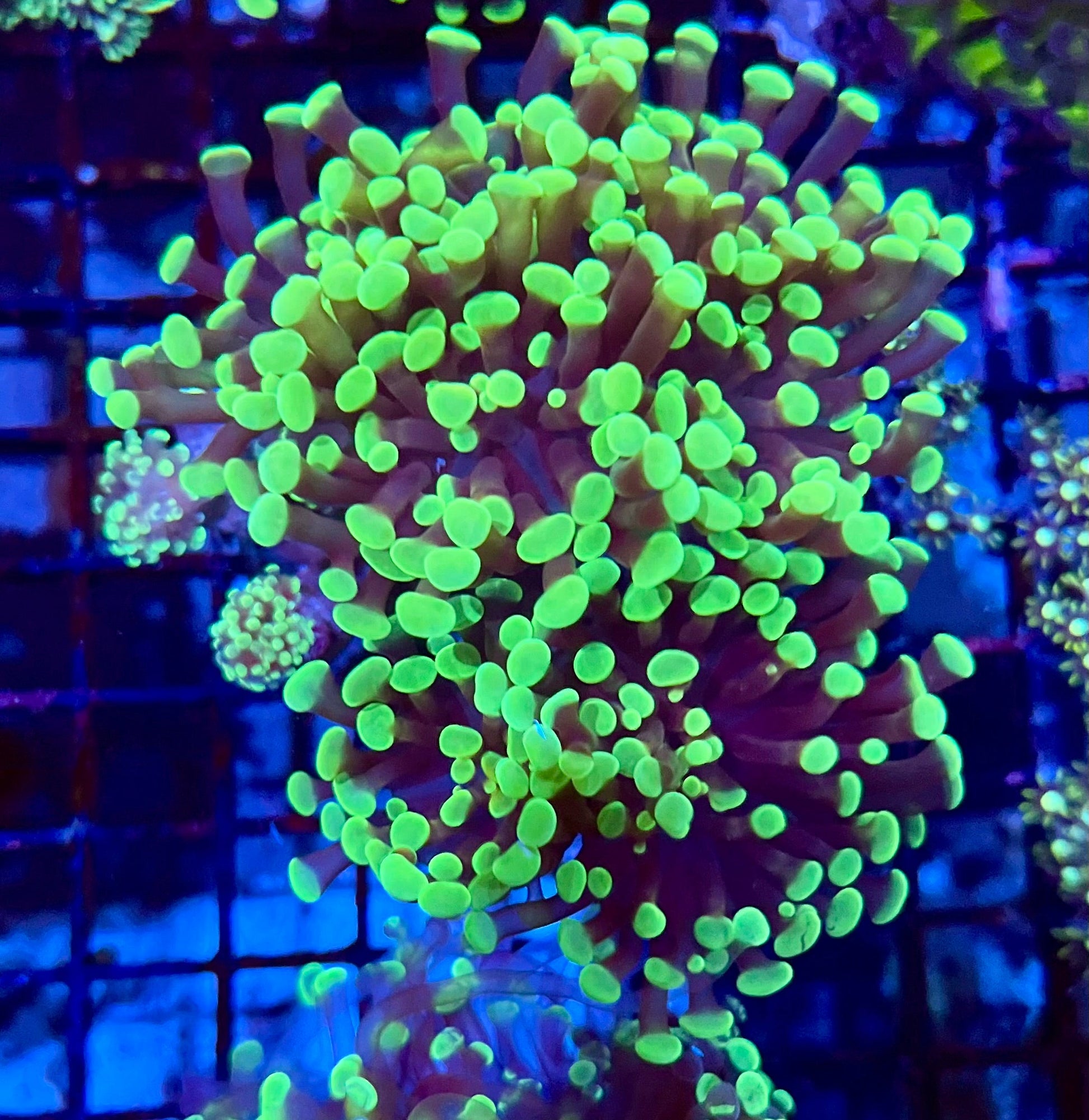 Ultra Branching Colony Hammer Coral
