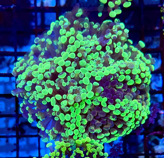 Ultra Branching Colony Hammer Coral