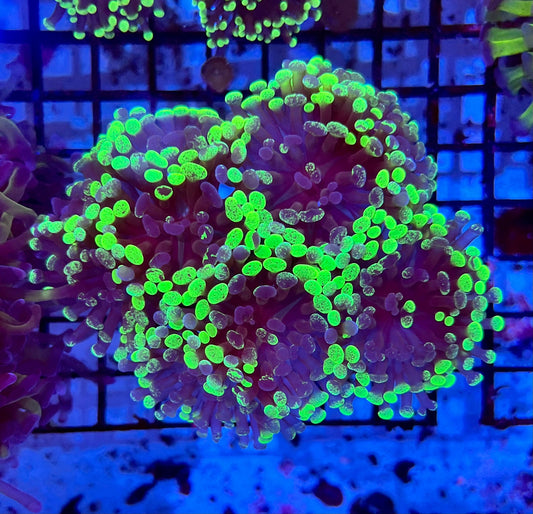 Ultra Branching Colony Hammer Coral