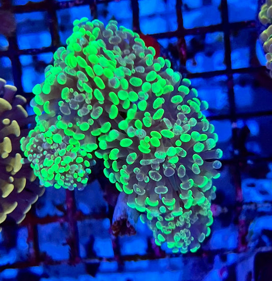 Ultra Branching Colony Hammer Coral