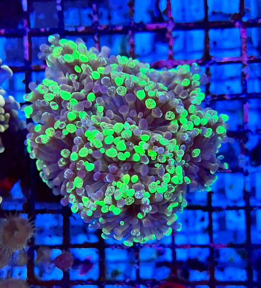Ultra Branching Colony Hammer Coral