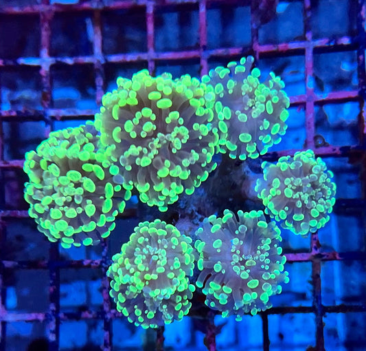 Ultra Branching Colony Hammer Coral