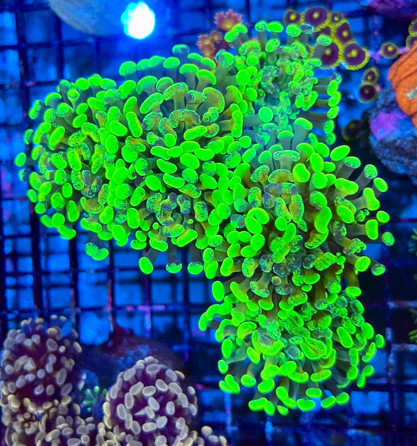 Ultra Branching Colony Hammer Coral