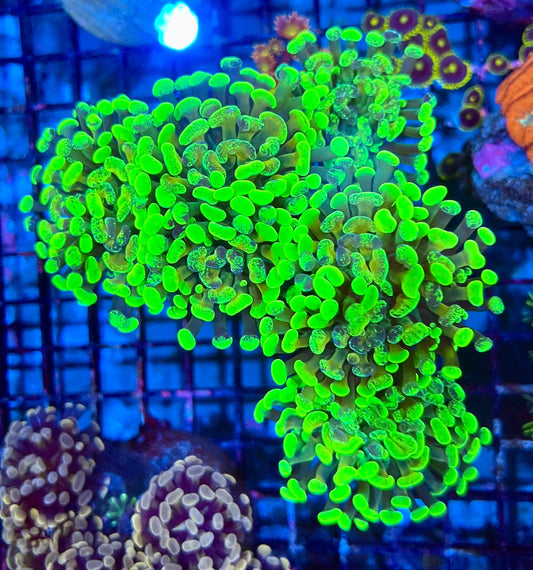 Ultra Branching Colony Hammer Coral