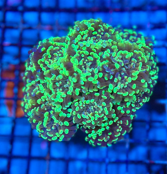 Ultra Branching Colony Hammer Coral