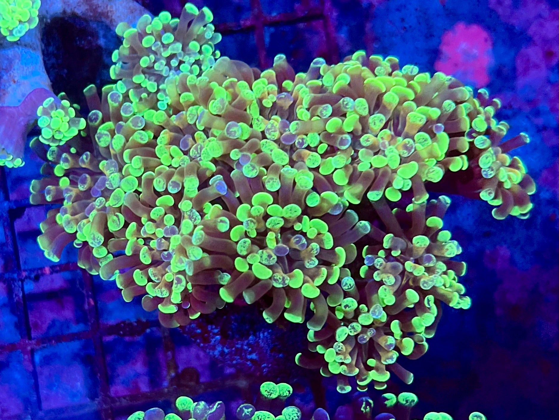 Ultra Branching Colony Hammer Coral