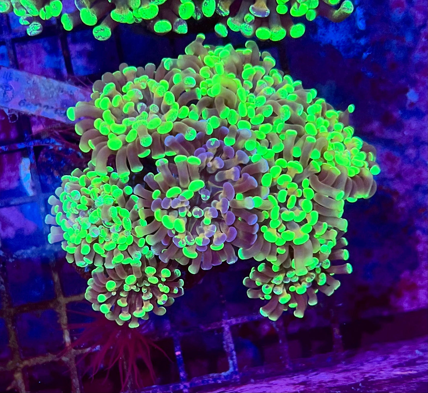 Ultra Branching Colony Hammer Coral