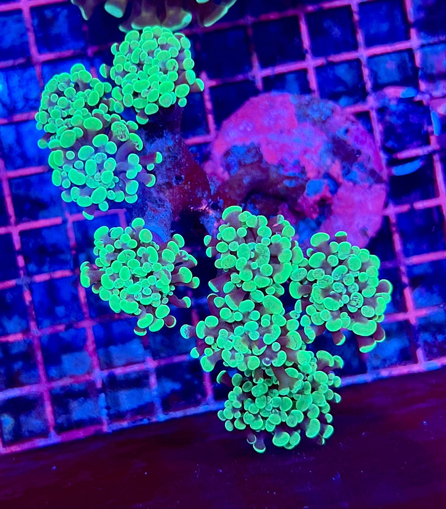 Ultra Branching Colony Hammer Coral
