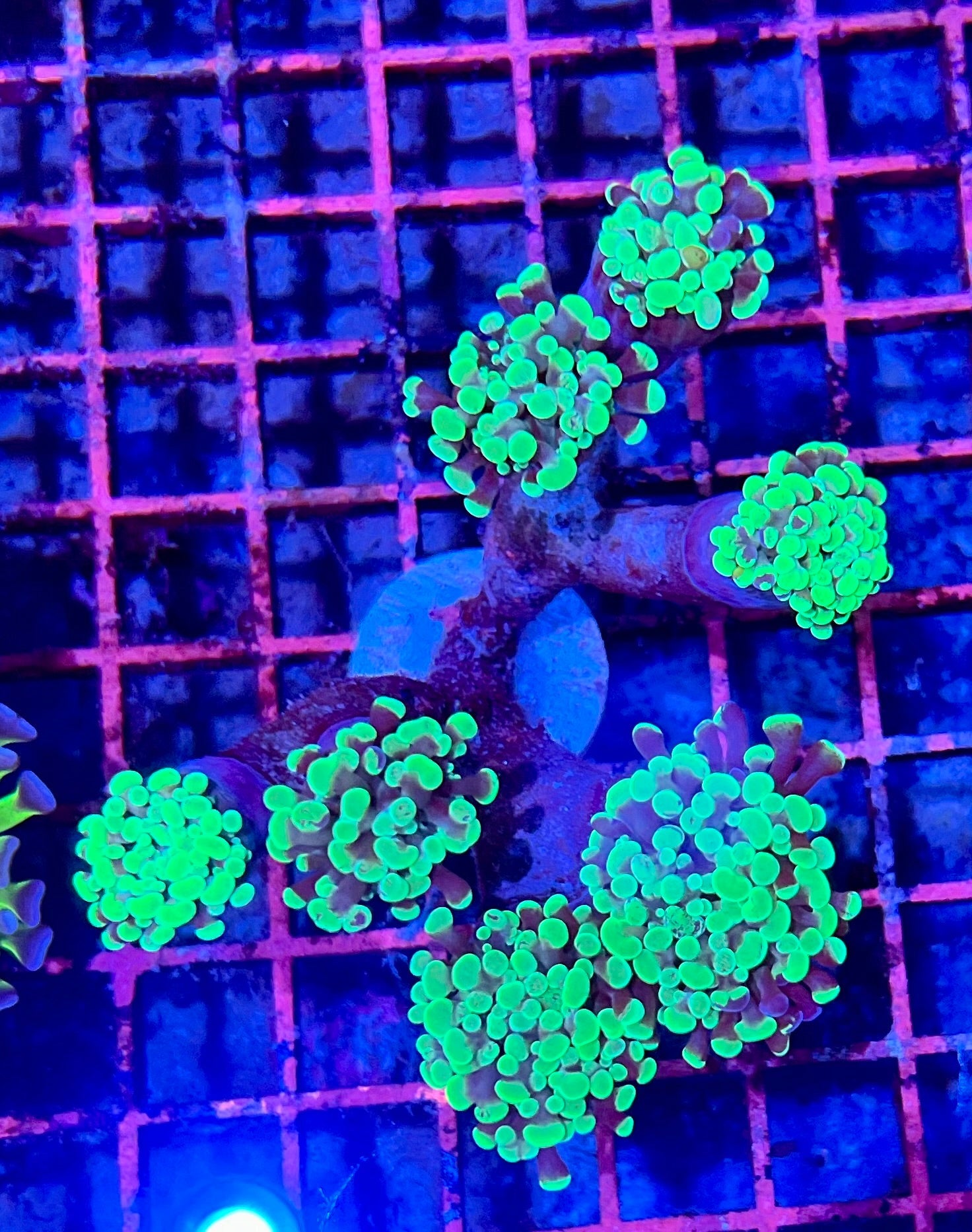 Ultra Branching Colony Hammer Coral