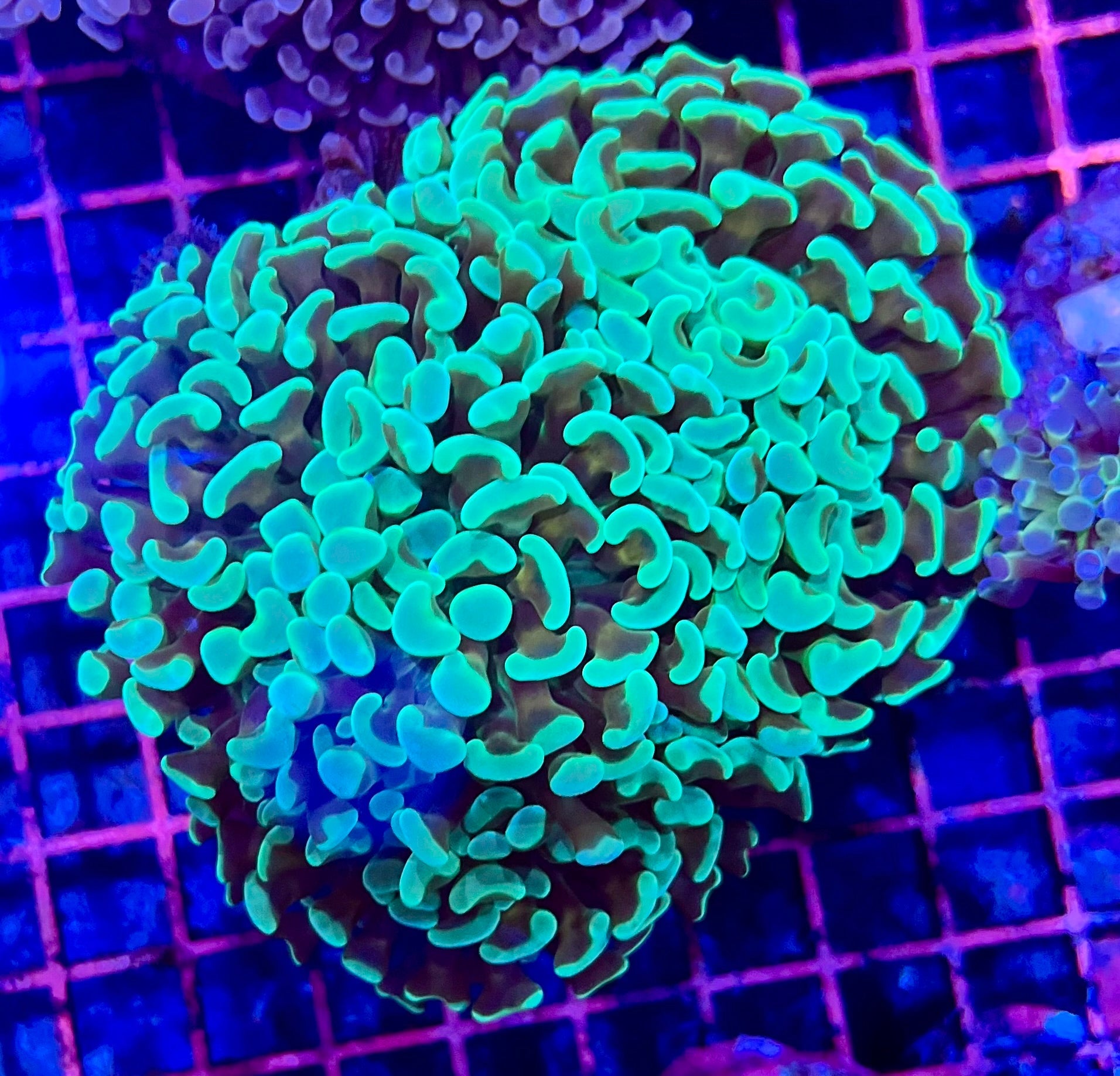 Ultra Branching Colony Hammer Coral
