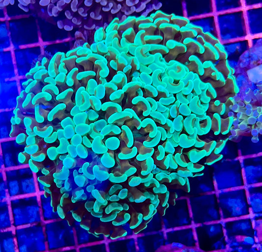 Ultra Branching Colony Hammer Coral