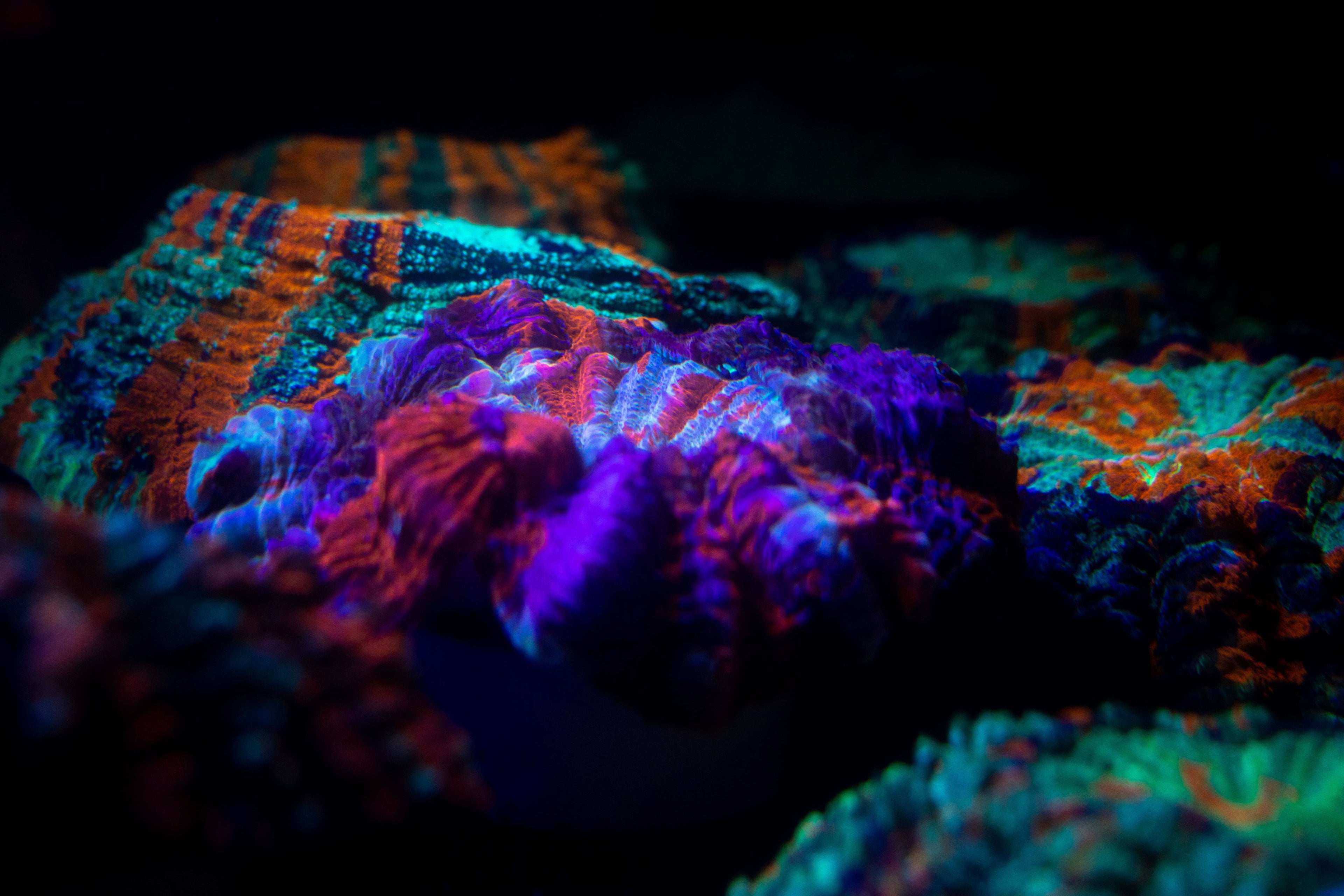 Several Acanthophyllia Corals