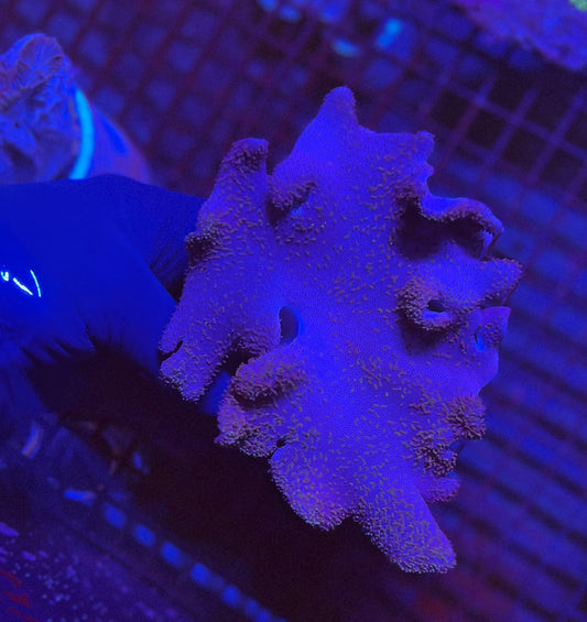 Ultra Extra Large Leather