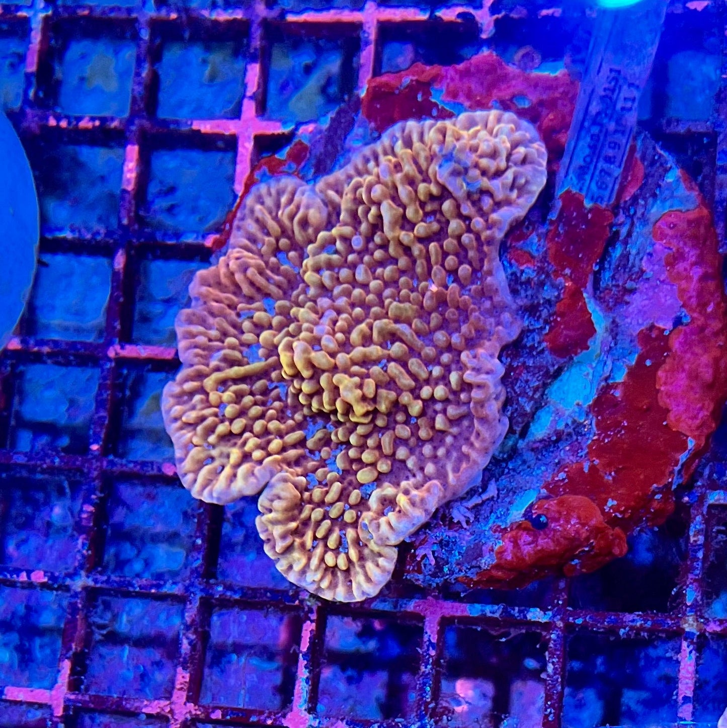 Rare Montipora