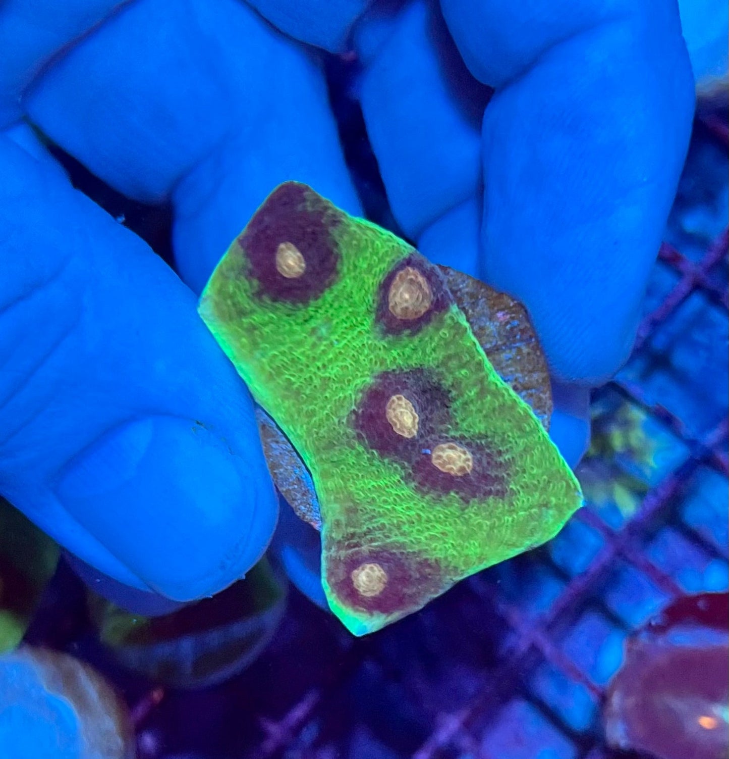 Ultra Small Mycedium