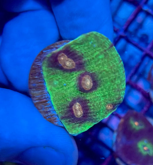 Ultra Small Mycedium