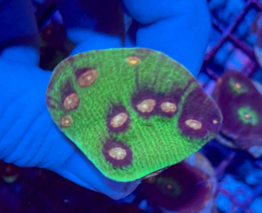 Ultra Small Mycedium