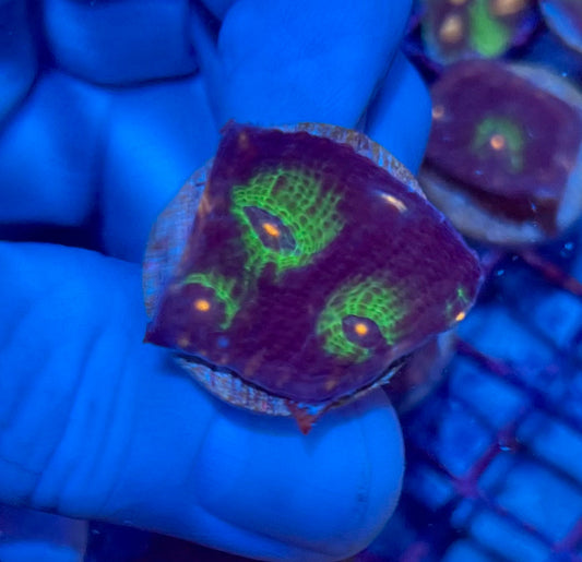 Ultra Small Mycedium