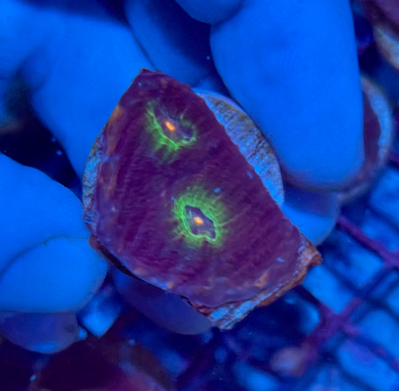 Ultra Small Mycedium