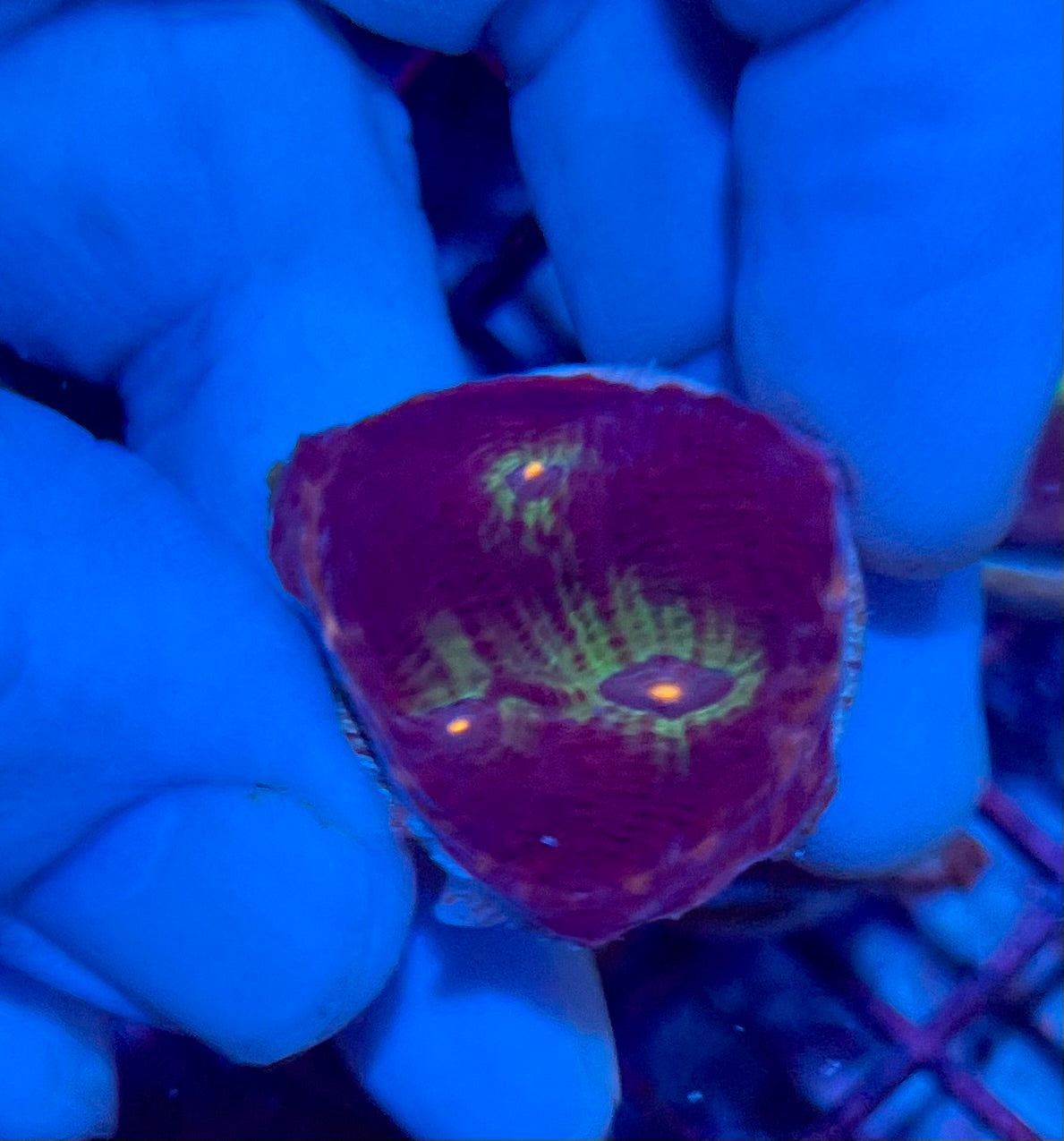 Ultra Small Mycedium