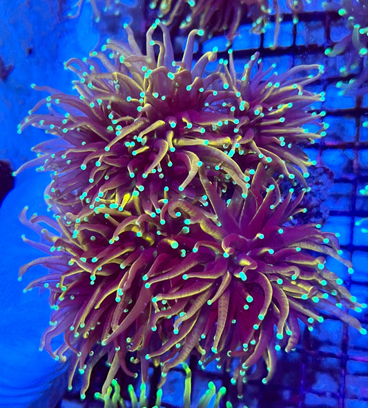 Extra Large Gold Variants Torch Colony