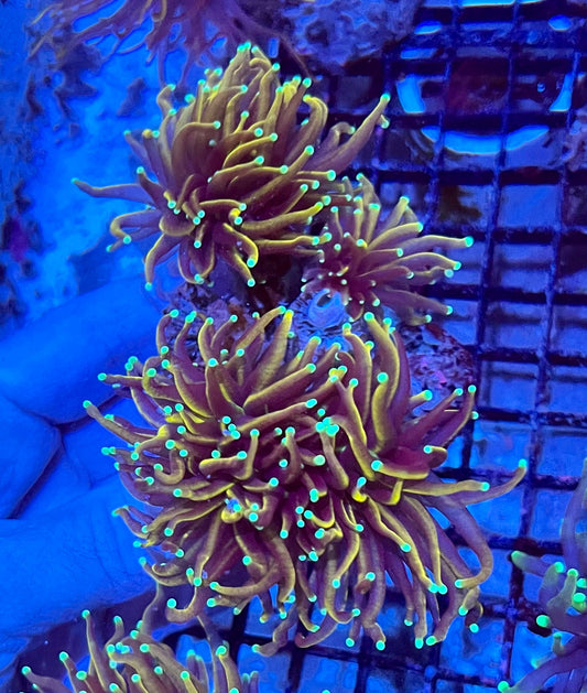 Extra Large Gold Variants Torch Colony