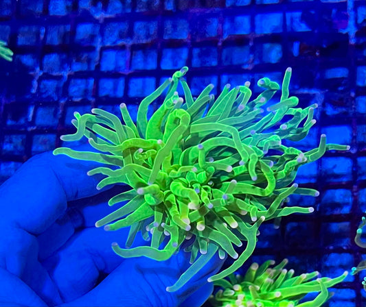 Super Holy Grial Torch