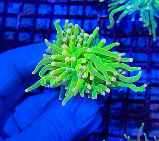 Super Holy Grial Torch