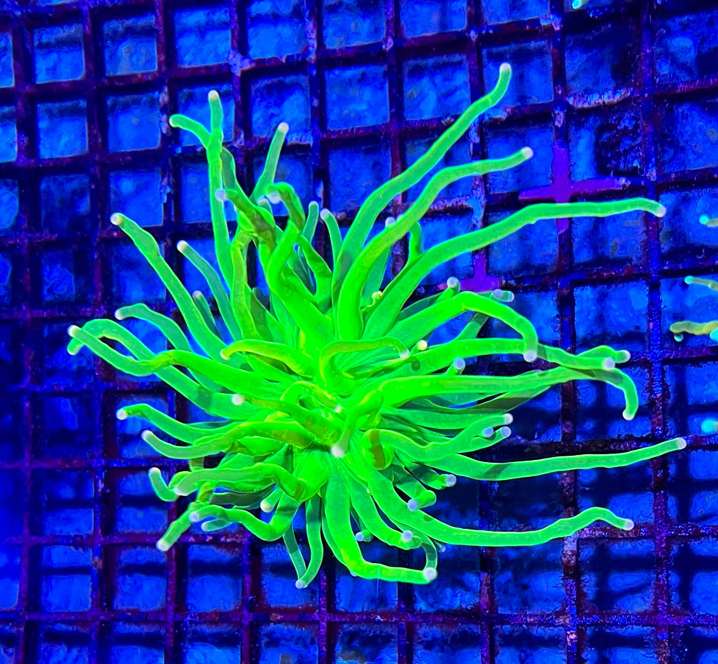 Super Holy Grial Torch