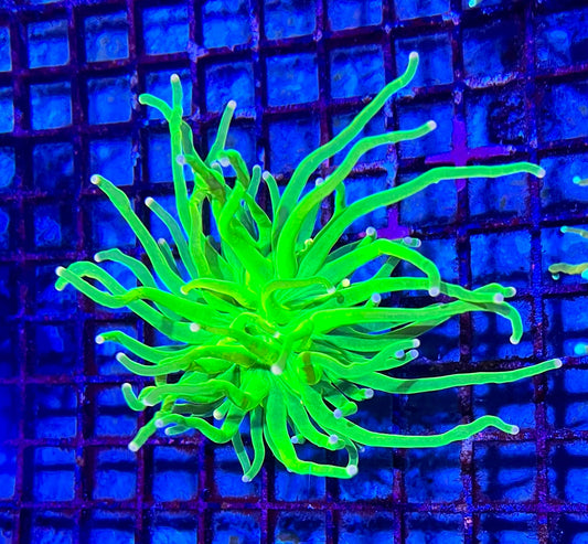 Super Holy Grial Torch