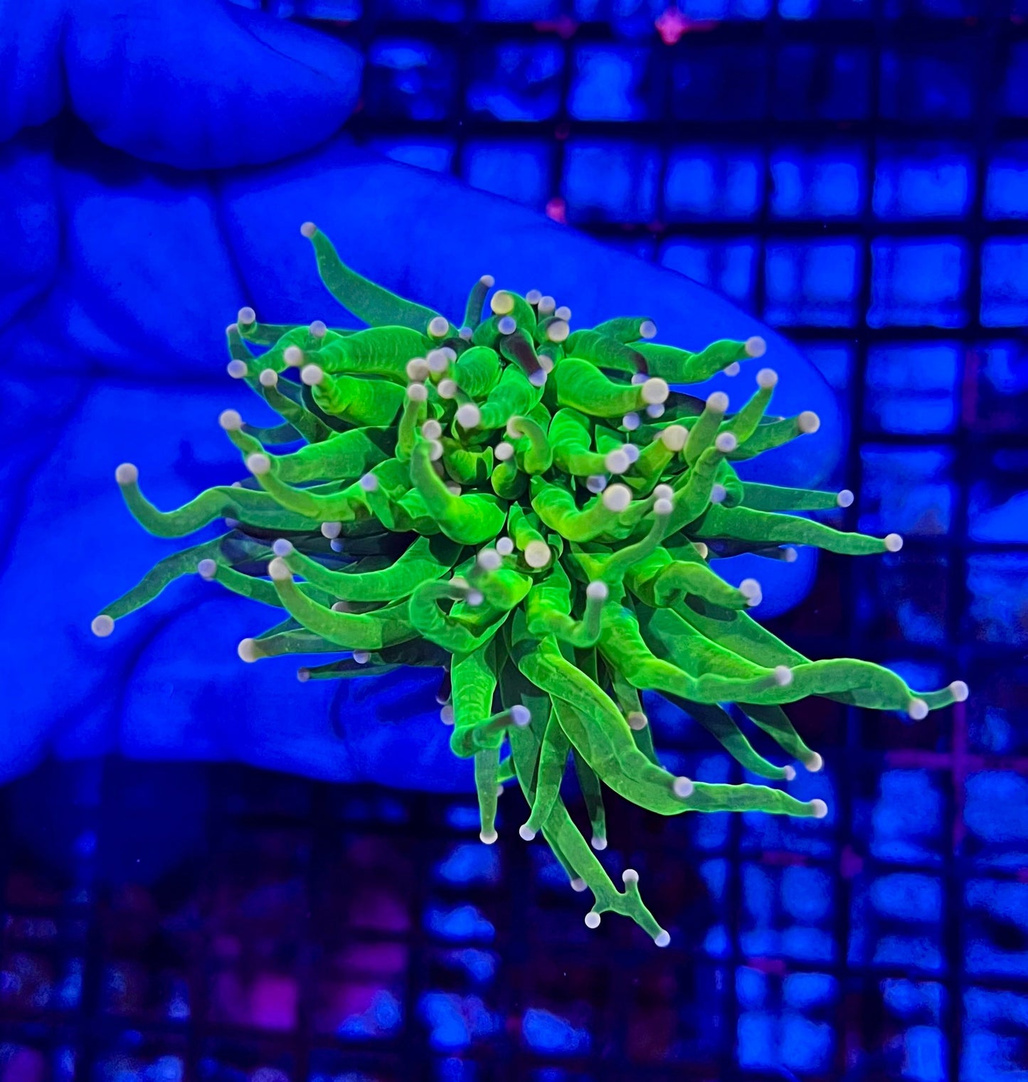 Super Holy Grial Torch