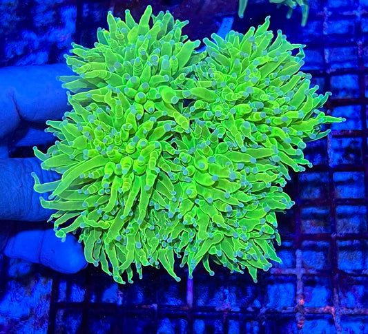 Extra Large Super Holy Grail Four Headed Torch Colony